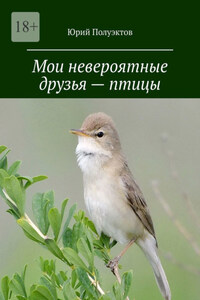 Мои невероятные друзья – птицы